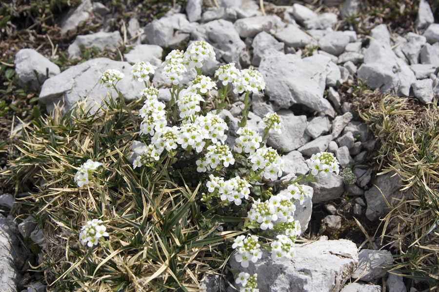 Kamnokreč