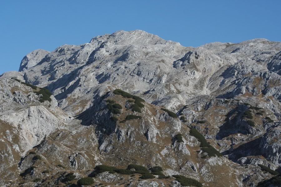 Vogel