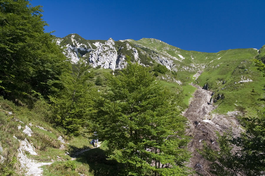 Zajavor