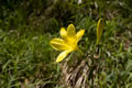 Lilija