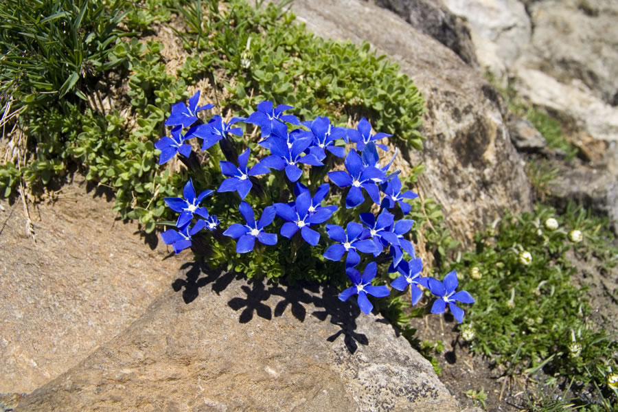 Svišč