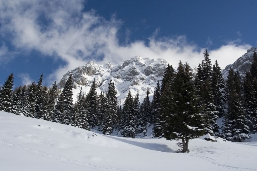 Ogradi