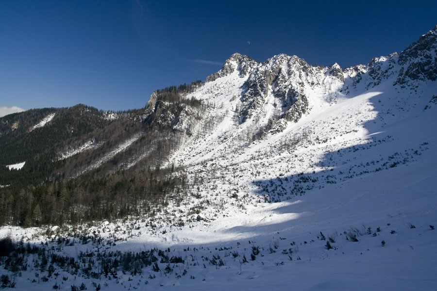 Rjavica