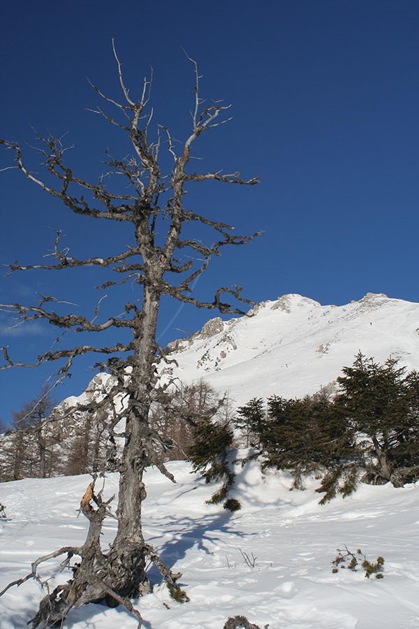 Vrh