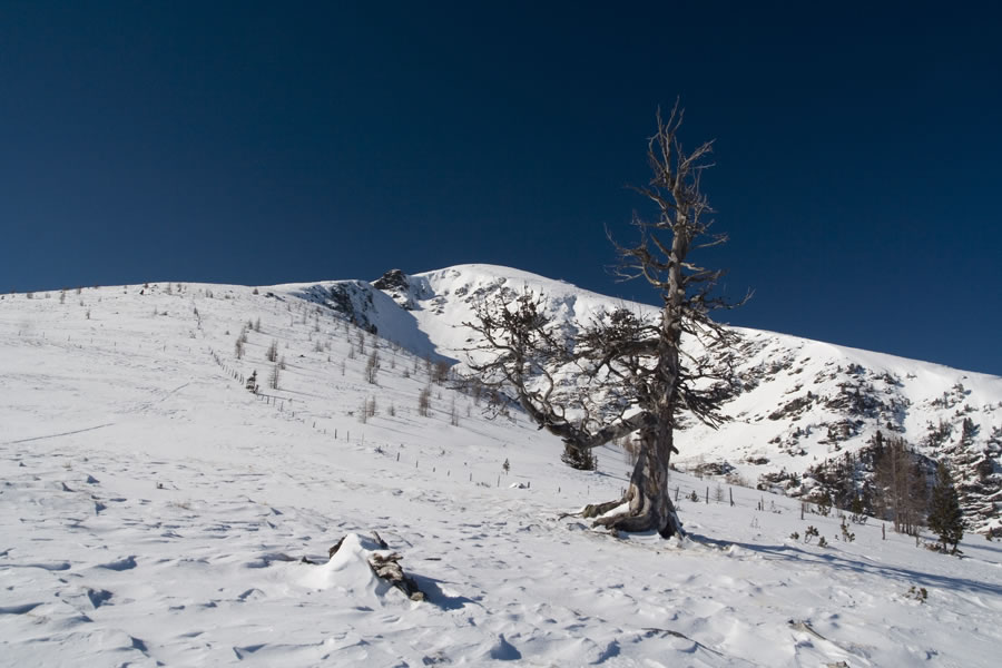 Wintertalernock